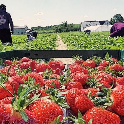 Morango do amor e inteligência artificial revelam conexões surpreendentes