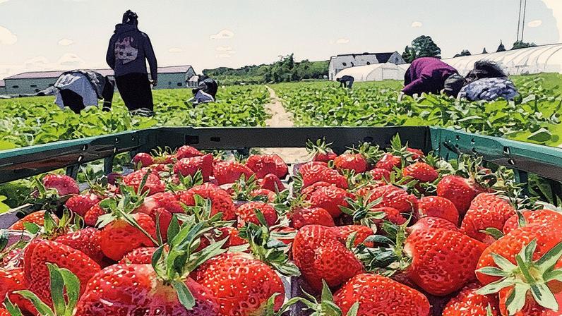 Morango do Amor: exemplo de como ideias simples viralizam quando são acessíveis e replicáveis. (Foto: Getty Images)
