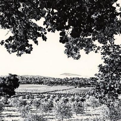 Oliveiras se tornam aliadas estratégicas nas vinícolas para produção de azeite