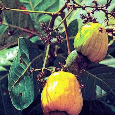 Frutas estratégicas surgem como solução para enfrentar as mudanças climáticas