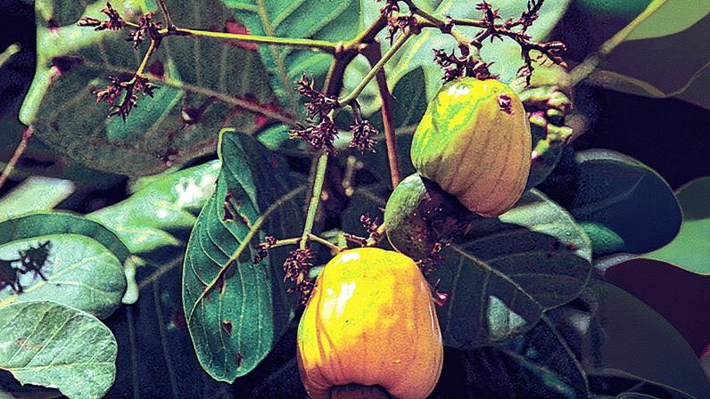 Caju tem potencial para ser plantado em uma escala maior e enfrentar efeitos do desmatamento (Foto: Gabriel de Paiva/ Agência O Globo)