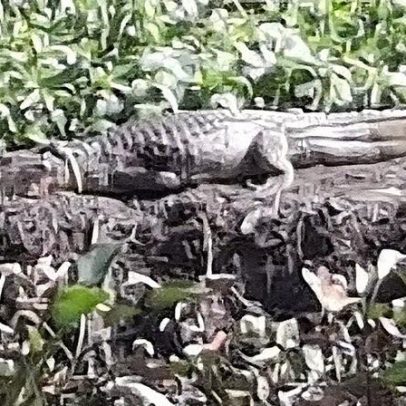 Patrulha Ambiental busca jacaré com corda no pescoço em condomínio na Barra