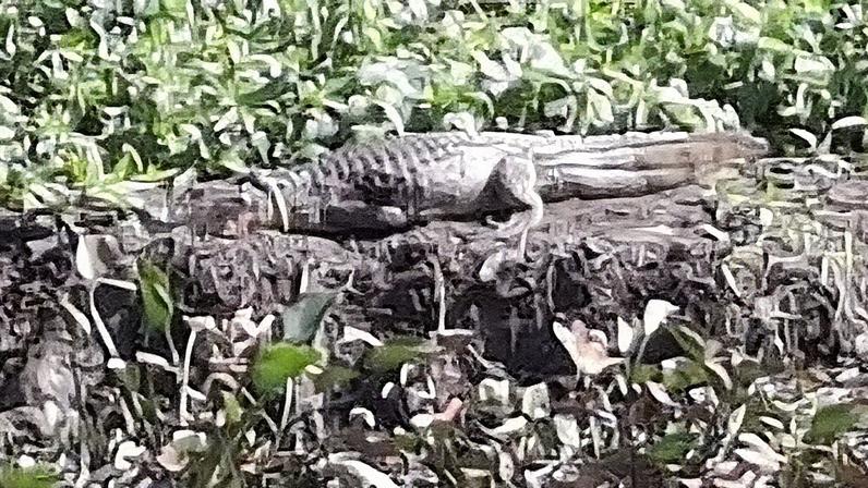 Animal foi avistado com uma corda em volta do pescoço na Barra da Tijuca (Foto: Reprodução)