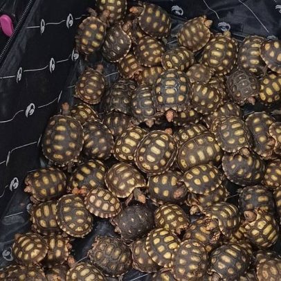 Homem é preso com 600 filhotes de jabutis escondidos em malas no RJ