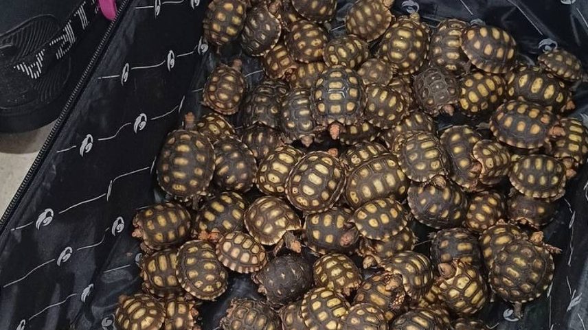 Filhotes de jabutis encontrados em bagageiro de ônibus (Foto: PRF/Divulgação)