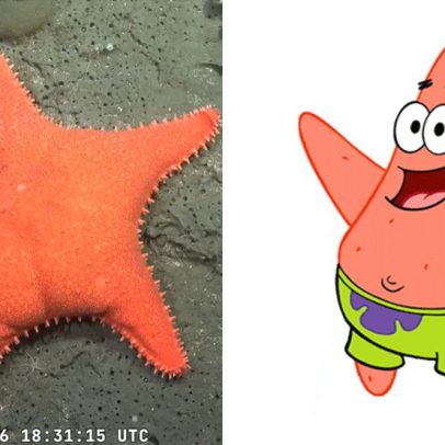 Estrela-do-mar com 'bumbum' inusitado encanta cientistas no fundo do mar argentino