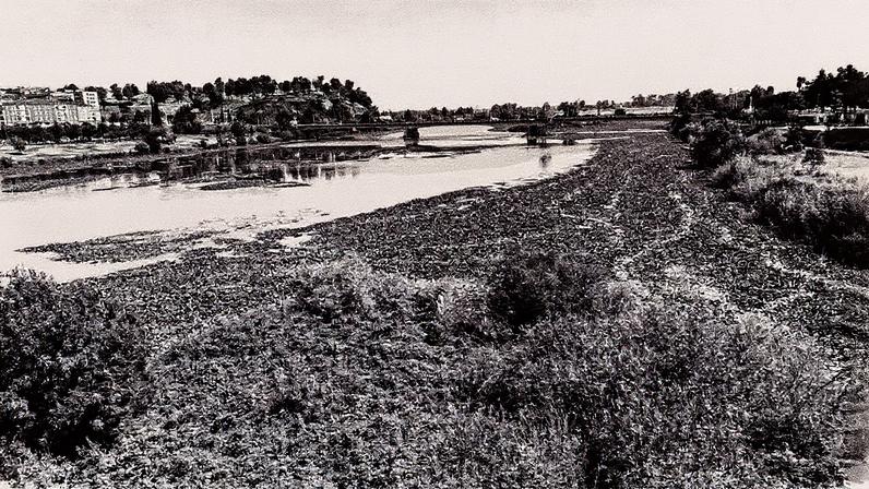 A planta invasora do nenúfar mexicano no rio Guadiana em 1 de agosto de 2025. (Foto: José Emiliano Barrena)