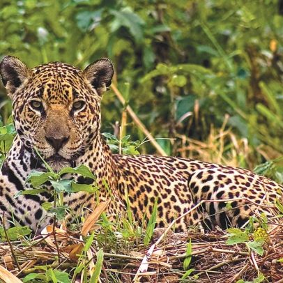 Amazônia pode impulsionar economia sustentável por meio da biodiversidade