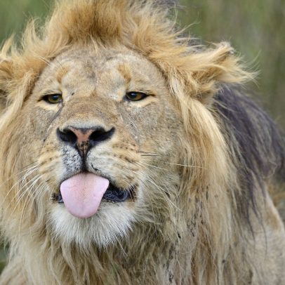 Zoológico gera polêmica ao sugerir que pets sejam alimento para predadores