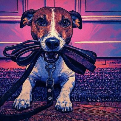 Cachorros têm pegada de carbono maior do que muitos donos imaginam, revela estudo