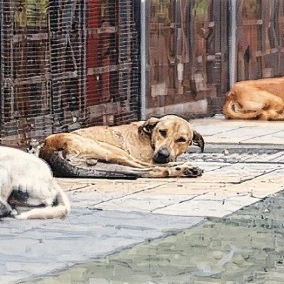 Índia reduz plano de remoção de cães abandonados nas ruas de Delhi