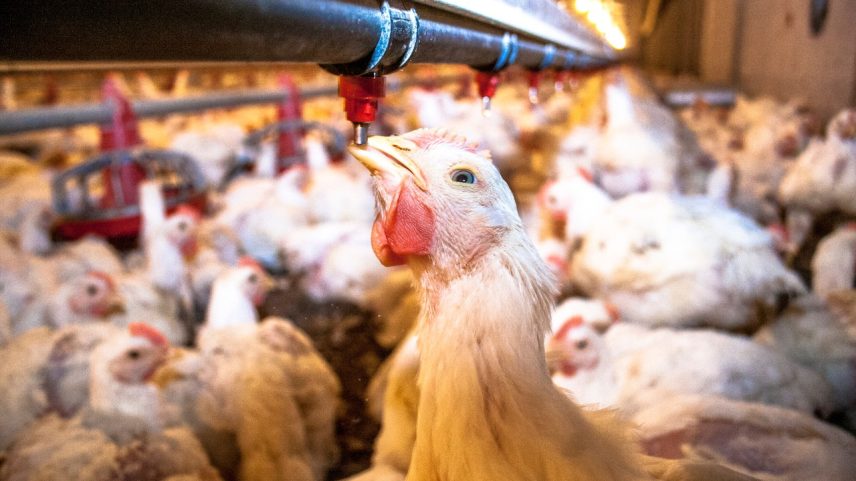 Casos de gripe aviária influenciaram queda nos preços por conta das restrições internacionais (Foto: iStockphoto/Getty Images)