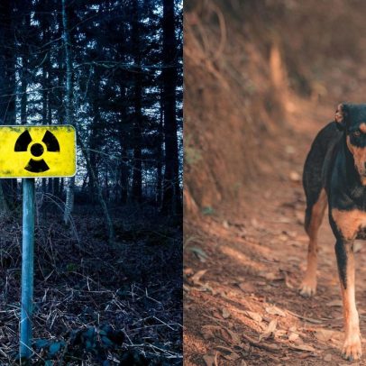 Cães de Chernobyl desenvolvem imunidade ao câncer após exposição à radiação