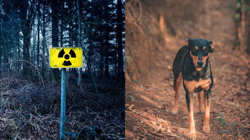 Montagem ilustrativa de área contaminada e cachorro (Foto: Reprodução/Pexels)