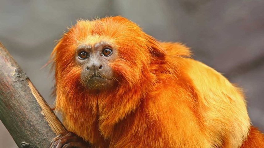 Mico-leão-dourado, espécie nativa da Mata Atlântica (Foto: Thinkstock/Thinkstock)