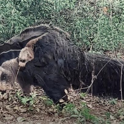 Mãe e filhote de tamanduás-bandeiras são vistos em passeio na floresta