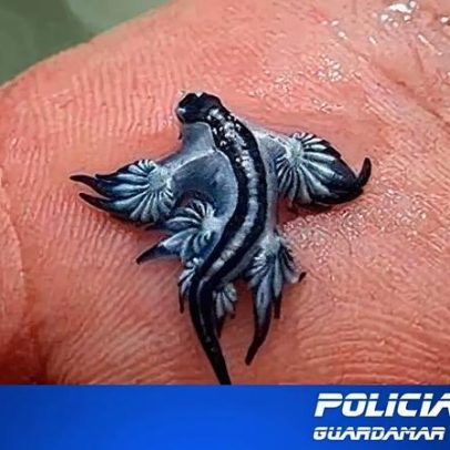 Praias espanholas são fechadas por risco de lesmas venenosas na água