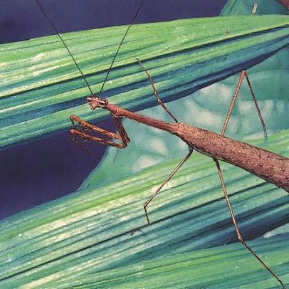 Um novo ecossistema se revela nas copas das árvores da Amazônia
