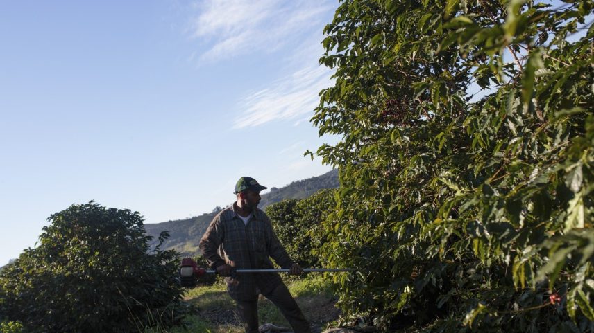Um trabalhador colhe grãos de café, diretamente afetado pelo tarifaço, em uma plantação no estado de Minas Gerais (Foto: Patricia Monteiro/Bloomberg)