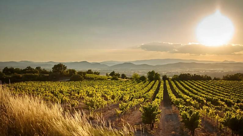 Des vignes dans le Gard.