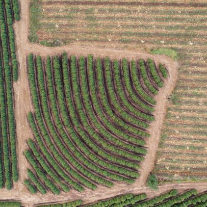 Onças brasileiras enfrentam desafios com nova sobretaxa dos EUA