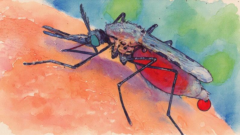 Mosquito sob pele (Foto: USP Imagens)