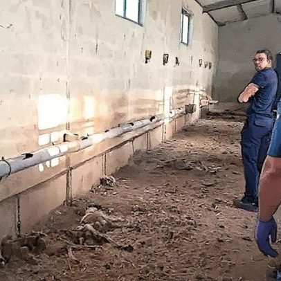 Cazador extremeño é acusado de matar 32 cães por fome e sede em dois meses