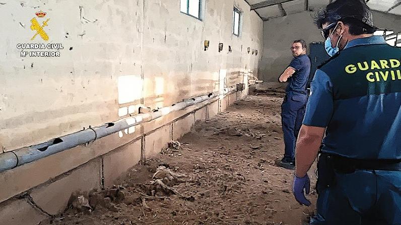 Um agente da Guarda Civil inspeciona dois cadáveres de cães encontrados na propriedade de 'El Patilla', que observa em segundo plano, em Azuaga, Badajoz. (Foto: Guardia Civil)