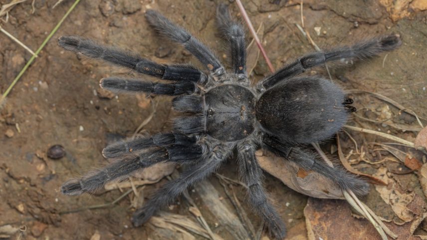 Satyrex ferox é uma das quatro espécies de tarântula recém-descobertas cujos machos têm genitais extremamente longos (Foto: Reprodução CC/Zamani et al. 2025)
