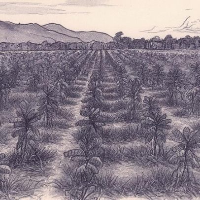 Grupo destina US$ 10 bilhões para preservar 5 milhões de hectares de florestas brasileiras