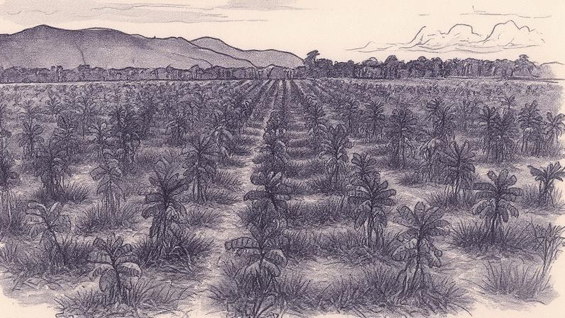 Empresa de reflorestamento Radix tem a meta de recuperar 2 mil hectares em Roraima, ao custo de R$ 70 milhões (Foto: Divulgação)