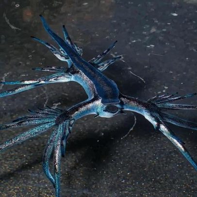 Dragão azul causa fechamento de praias na Espanha devido a sua beleza perigosa