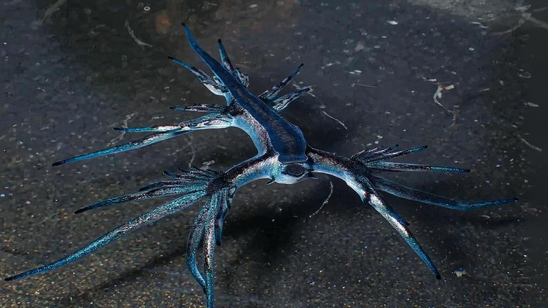 Dragão azul ('Glaucus atlanticus') coletado na Baía de Algeciras. (Foto: Reprodução)
