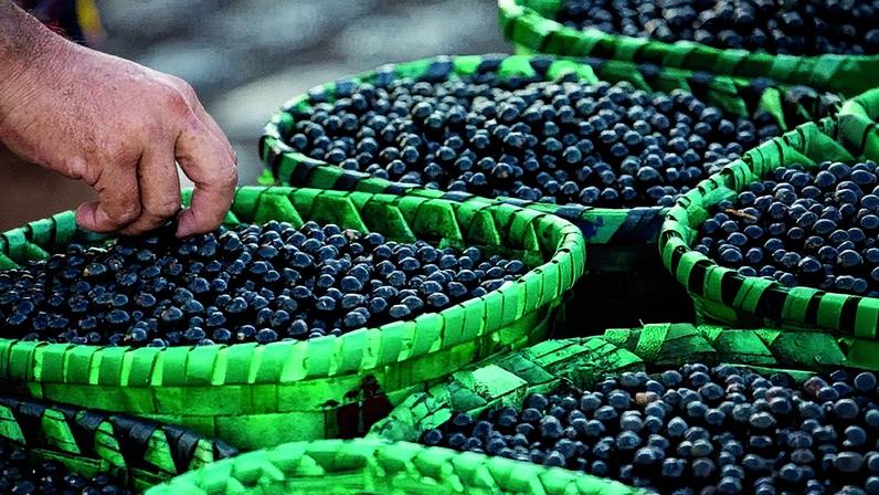 Açaí é um dos insumos mais proeminentes no Pará e com potencial de destaque na bioeconomia (Foto: DIBB)