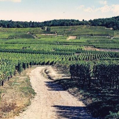 Vendagens antecipadas marcam início das colheitas de uvas na Alsácia