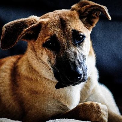 Tecnologias inovadoras eliminam a necessidade de testes de cosméticos em animais