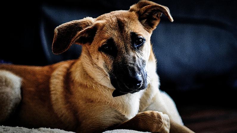 Cães se livram da crueldade da indústria da beleza (Foto: Getty Images)