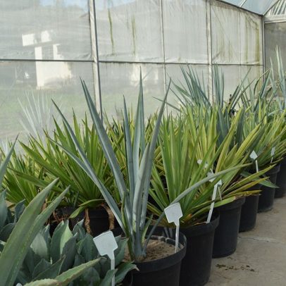 Planta mexicana de tequila pode impulsionar produção de biocombustível no Brasil