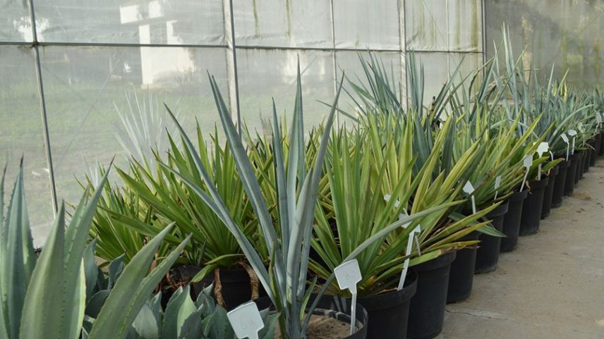 Etanol de tequila: em março, pesquisadores da Embrapa Algodão visitaram o México, onde estabeleceram parcerias com instituições ligadas à produção de tequila, para aprofundar os estudos sobre o uso de Agave na produção de biocombustíveis e sequestro de carbono. (Foto: Alexandre Oliveira/Embrapa/Divulgação)