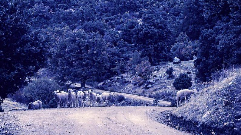 Rebanho de ovelhas pasta na comarca jiennense de Sierra Mágina (Foto: Reprodução)
