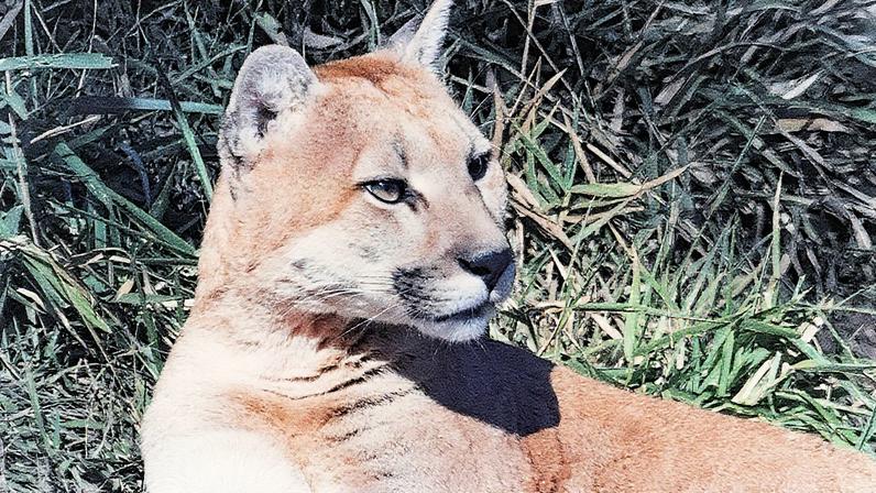 Onça parda: felino invade área urbana por sobrevivência (Foto: iStockphoto/Getty Images)