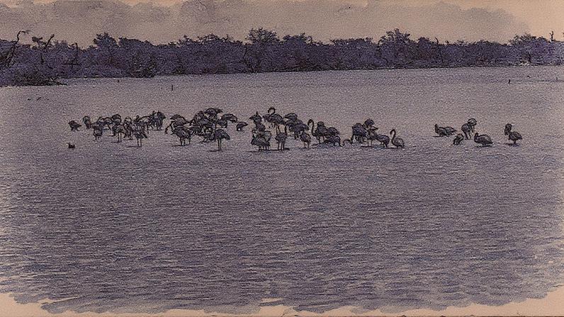 Números registrados em anos anteriores, quando havia 11 mil ou 12 mil flamingos, foram superados em 2025 (Foto: Divulgaçaõ / Corporguajira)