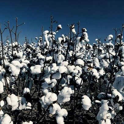 SLC registra Ebitda ajustado em alta, mas lucro despenca no segundo trimestre