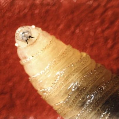 Bicheira carnívora é identificada pela primeira vez nos Estados Unidos