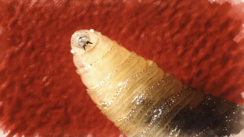 As moscas-bicheira são atraídas e depositam ovos em feridas abertas. Ao eclodirem, as larvas se enterram na ferida e se alimentam de carne viva. (Foto: Serviço de Pesquisa Agrícola do USDA)