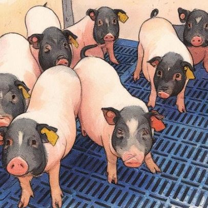 Cientistas realizam transplante de pulmão de porco em humano com sucesso temporário