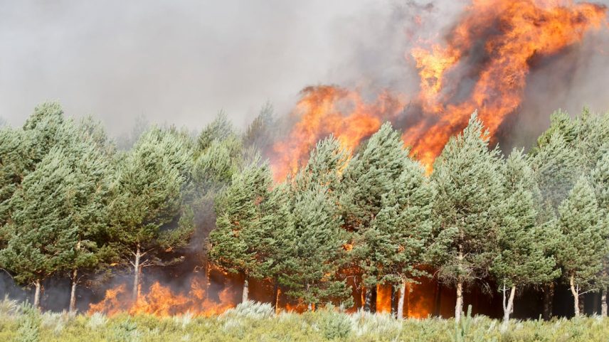 As chamas devoram uma zona arborizada na região limítrofe entre Ourense e Zamora nesta sexta-feira. (Foto: Mariam A. Montesinos - EFE)