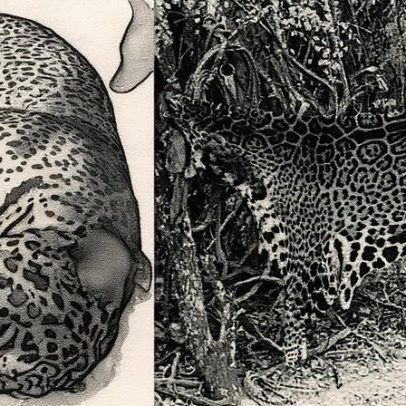 Quatro homens são condenados por matar onça-pintada e compartilhar imagens do crime
