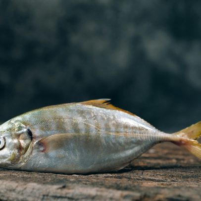 Peixes brasileiros enfrentam desafios com tarifas de Trump e crise no Vietnã