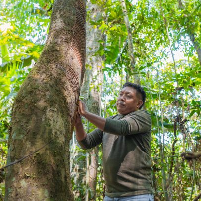 Mercur impulsiona renda em comunidades tradicionais e preserva a Amazônia